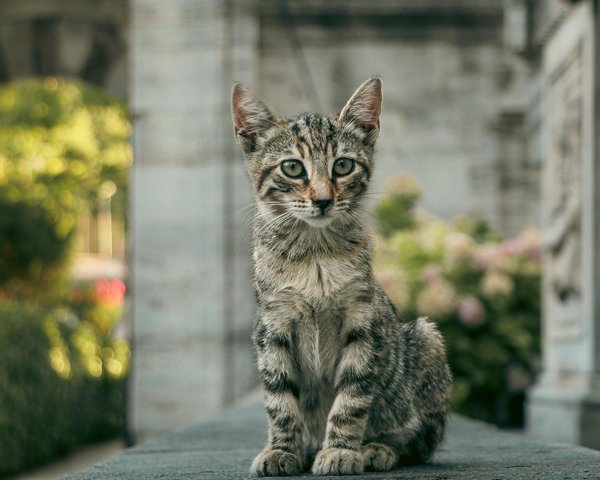 Dicas essenciais para garantir a saúde de um filhote de porquinho-da-índia: cuidados específicos